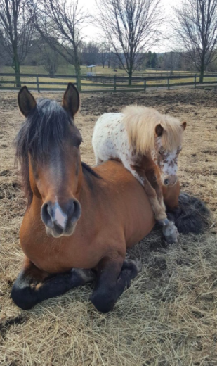 Screen-Shot-2020-03-22-at-1.31.23-PM